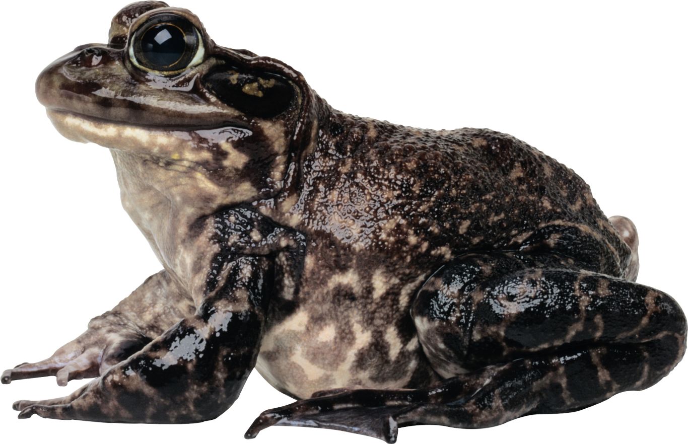 Frog PNG    图片编号:35723