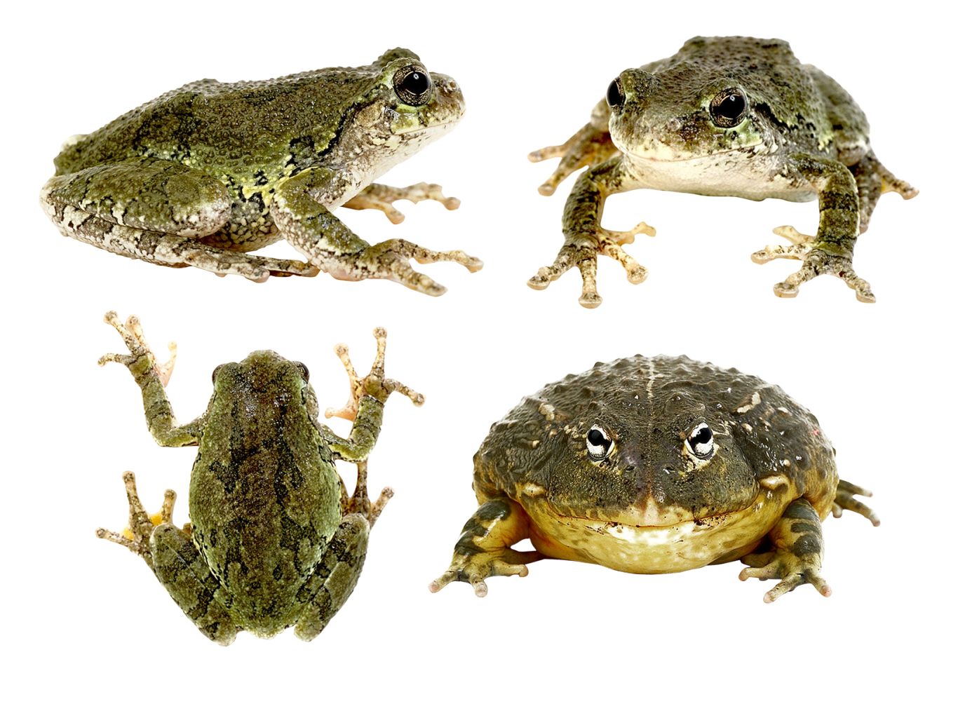 Frog PNG    图片编号:35726