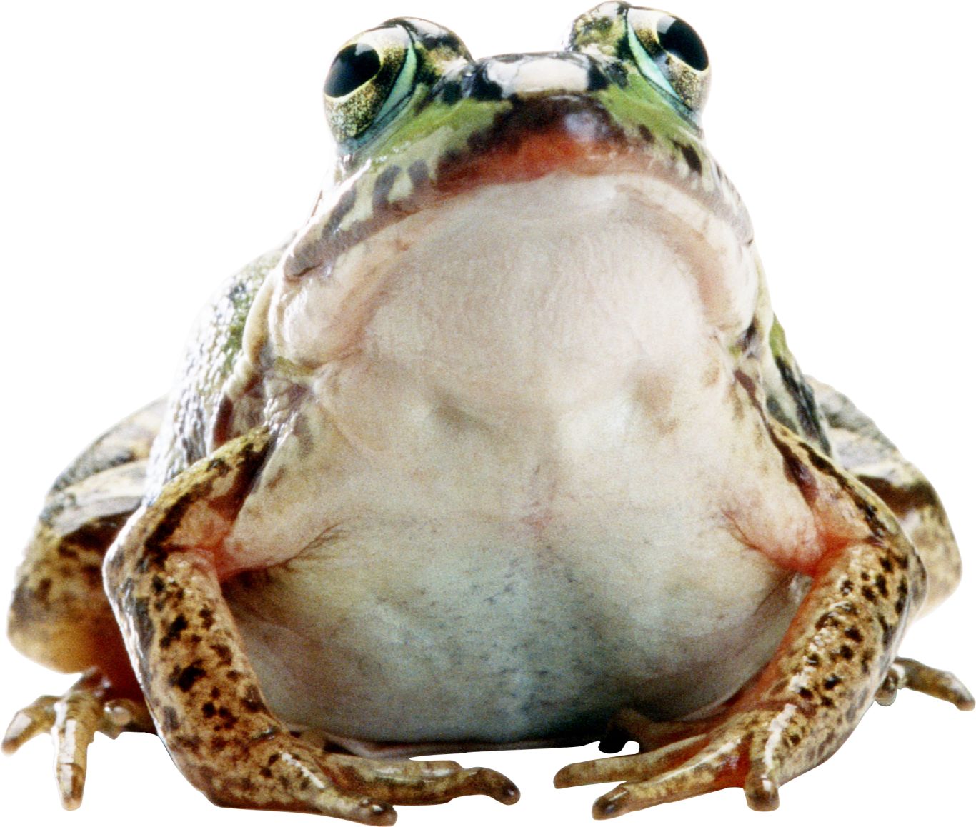 Frog PNG    图片编号:35727