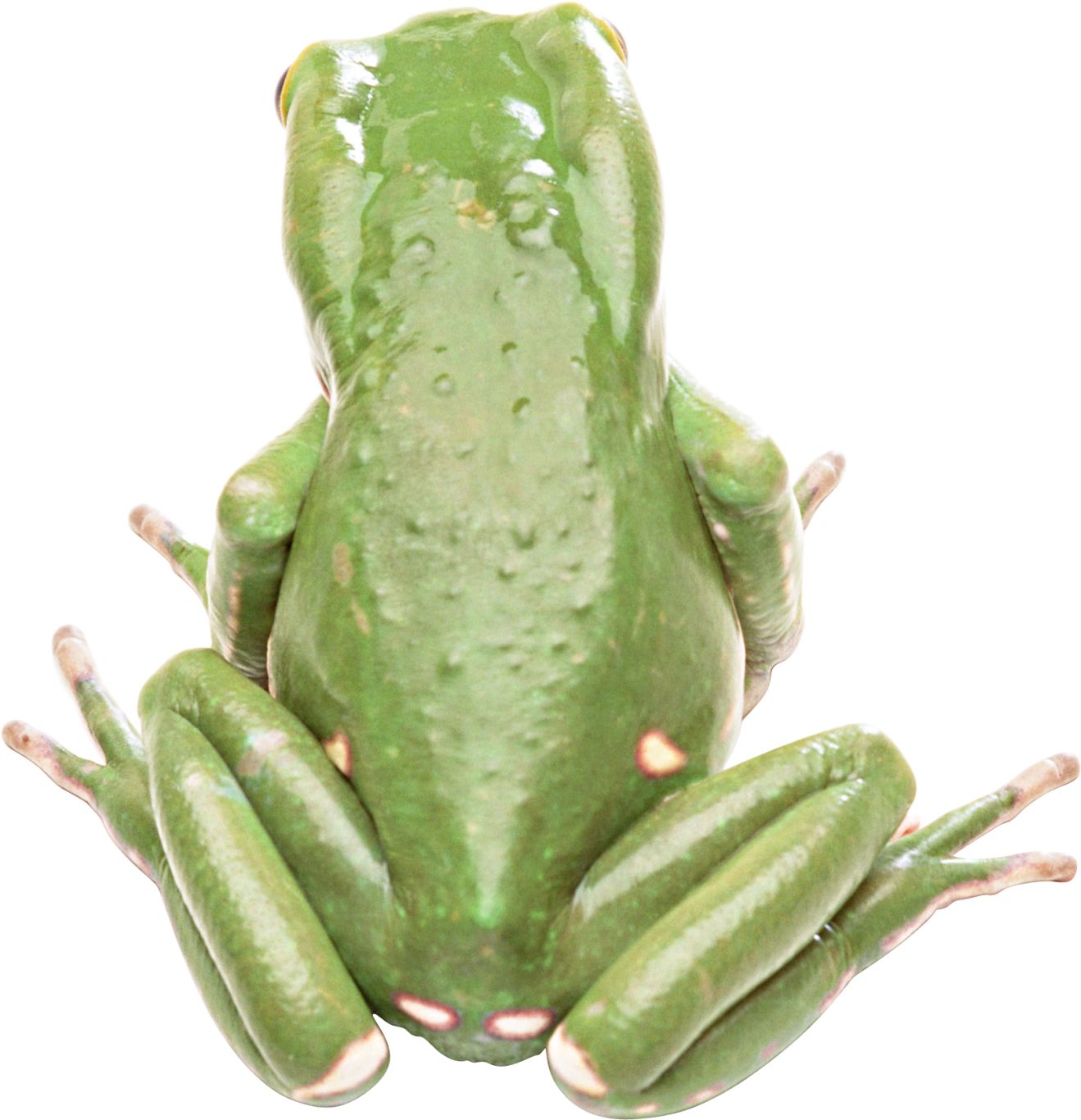 Frog PNG    图片编号:35729