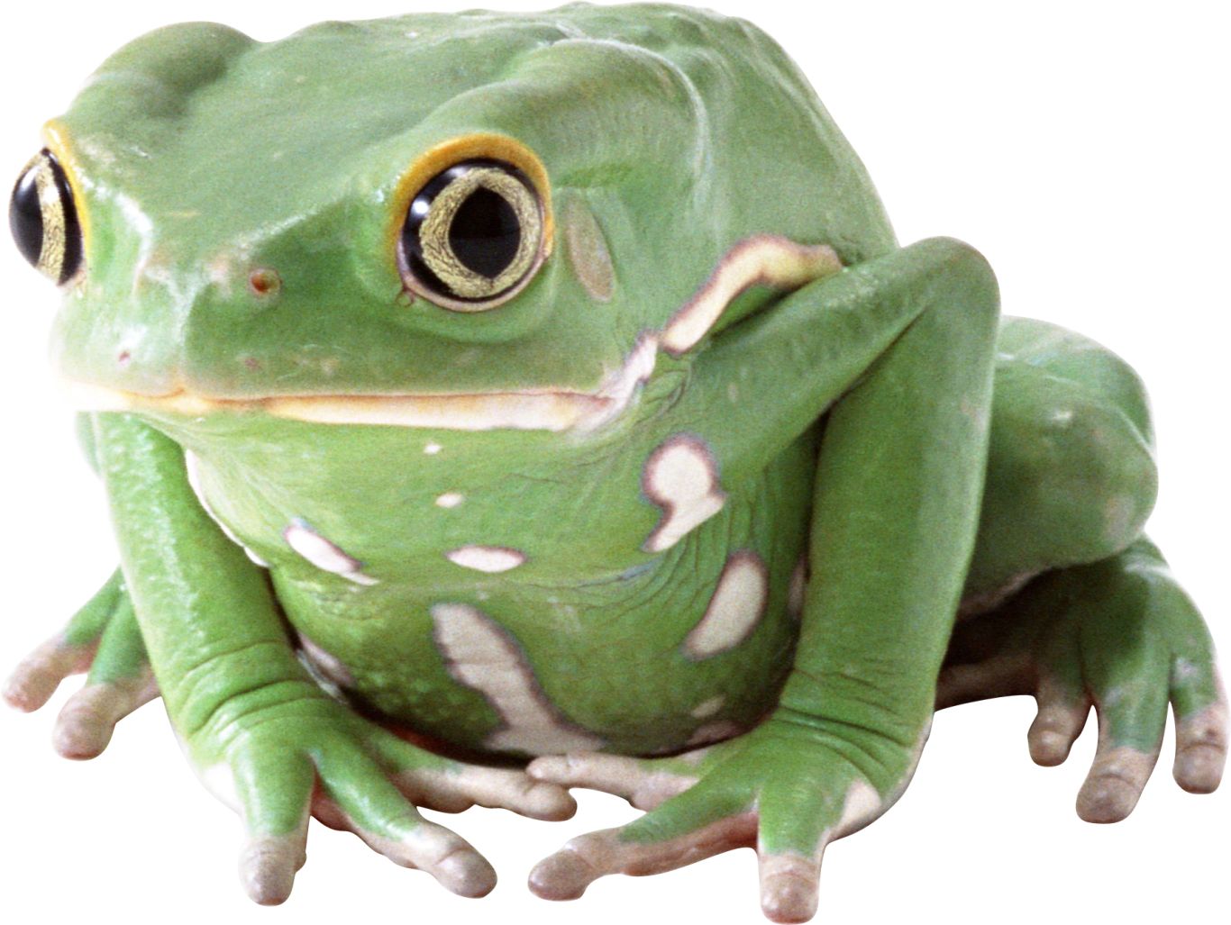 Frog PNG    图片编号:35730