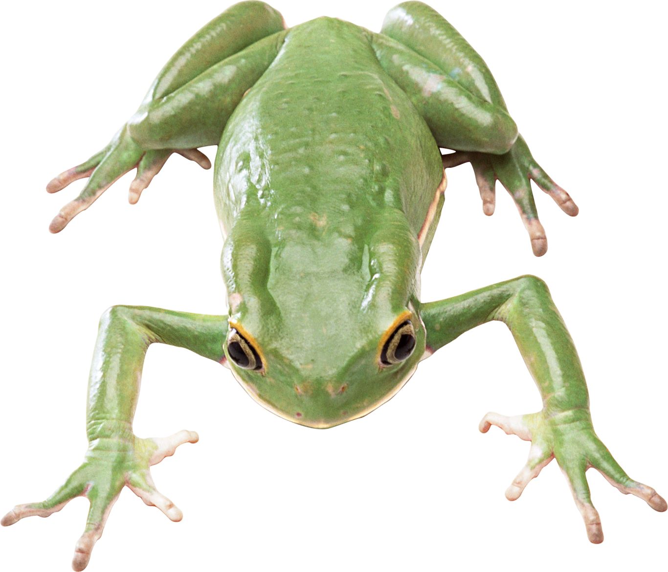 Green frog PNG    图片编号:35731