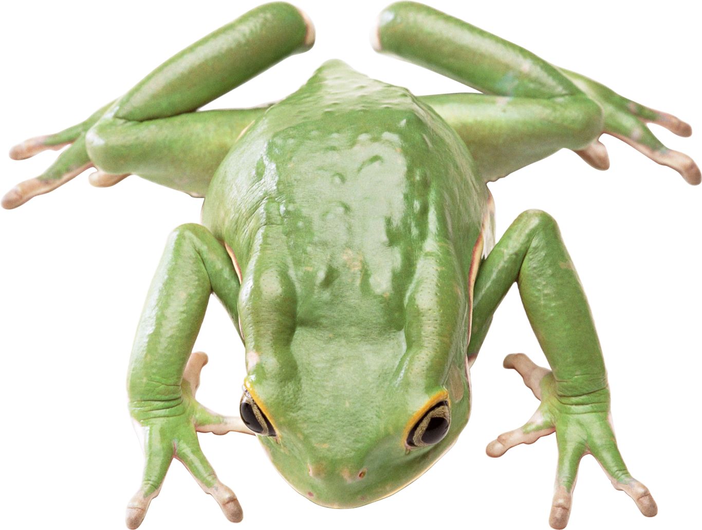 Green frog PNG    图片编号:35734