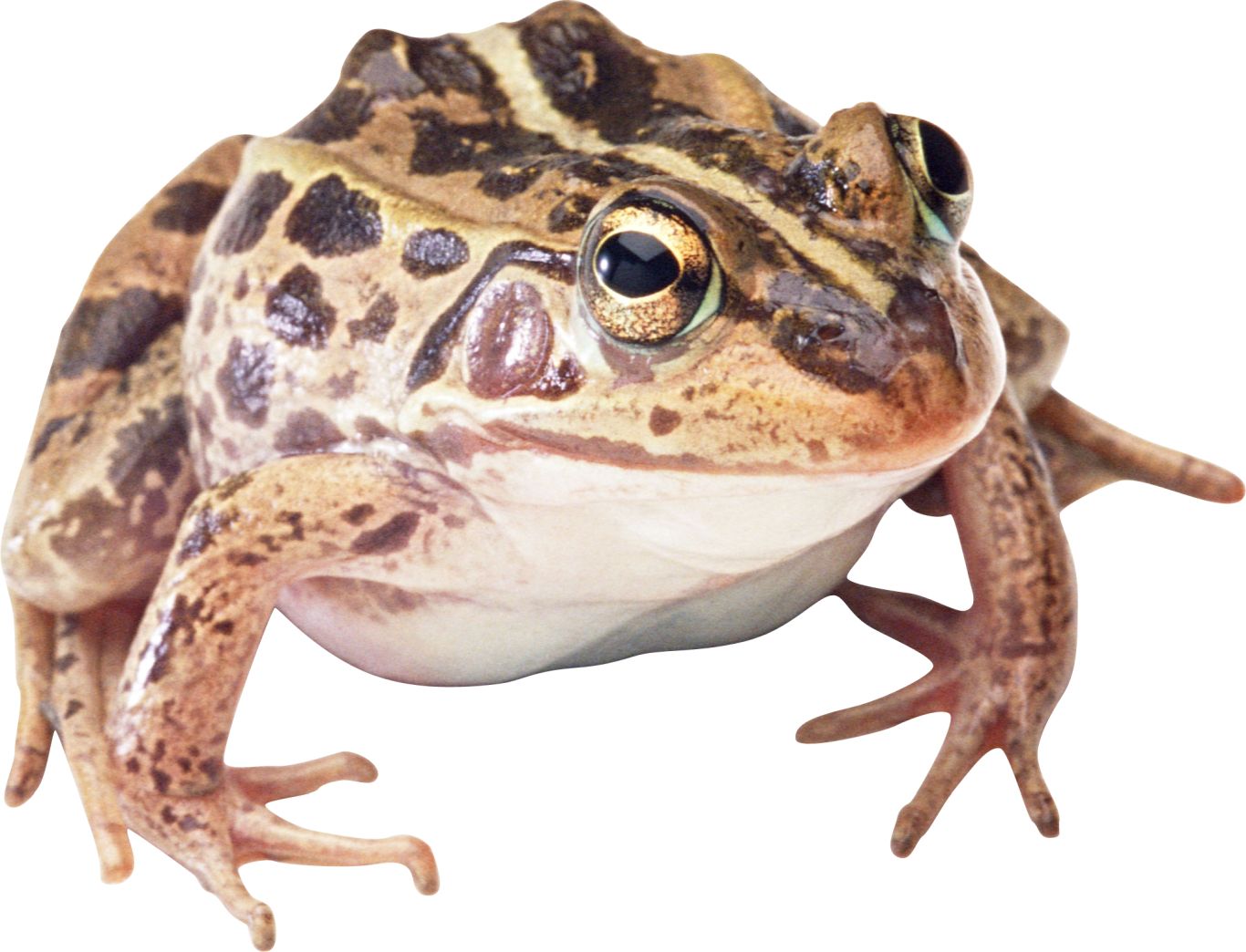Frog PNG    图片编号:35741