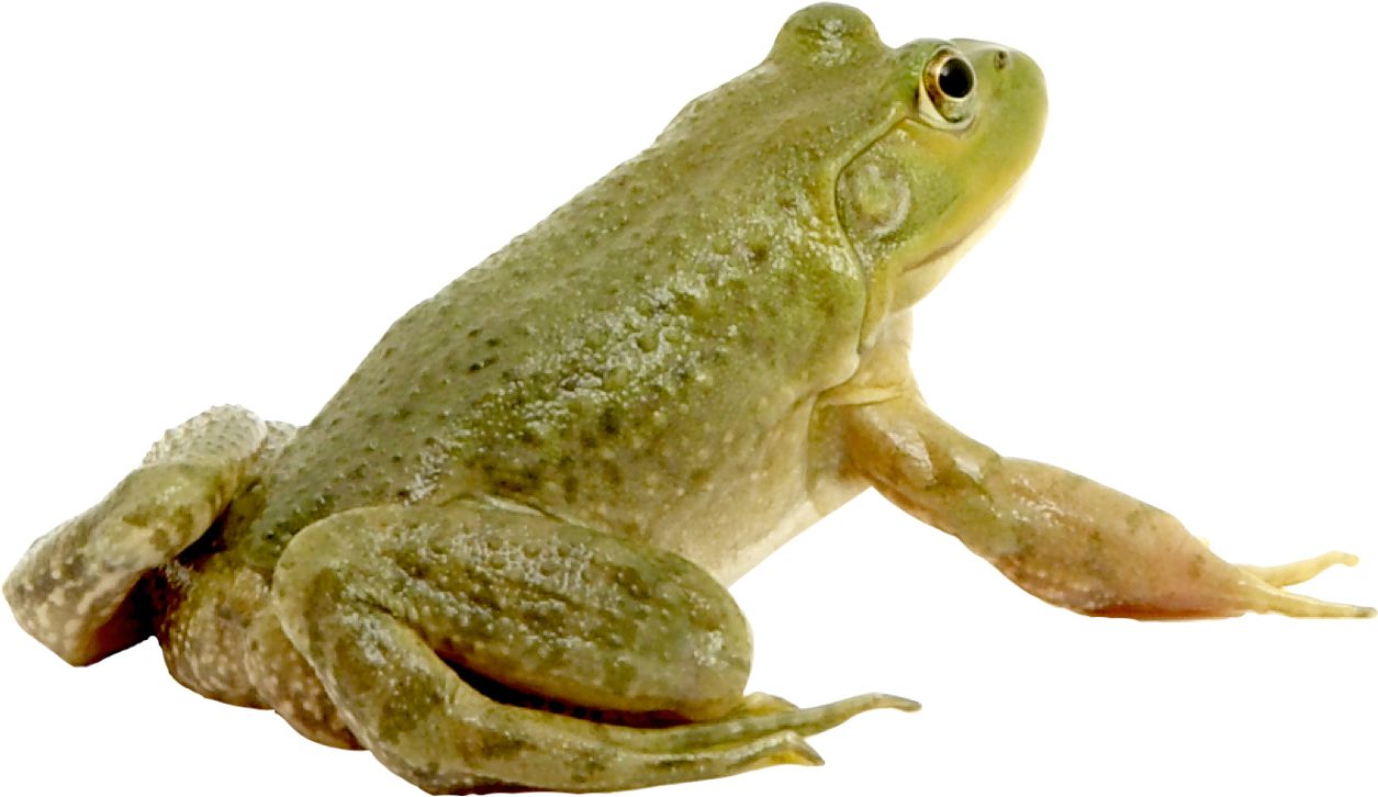 Green frog PNG    图片编号:35743