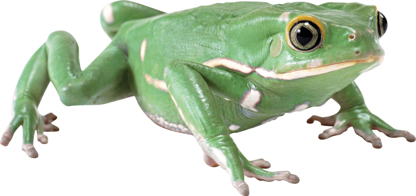 Frog PNG    图片编号:35747