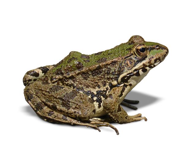 Frog PNG    图片编号:35751
