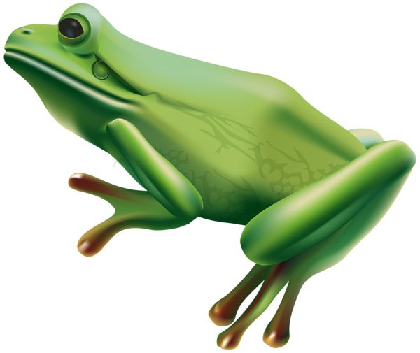 Frog PNG    图片编号:35752