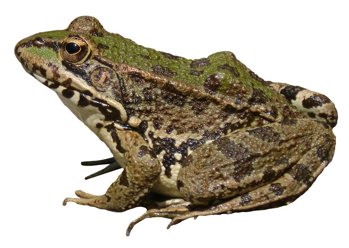Frog PNG    图片编号:35753