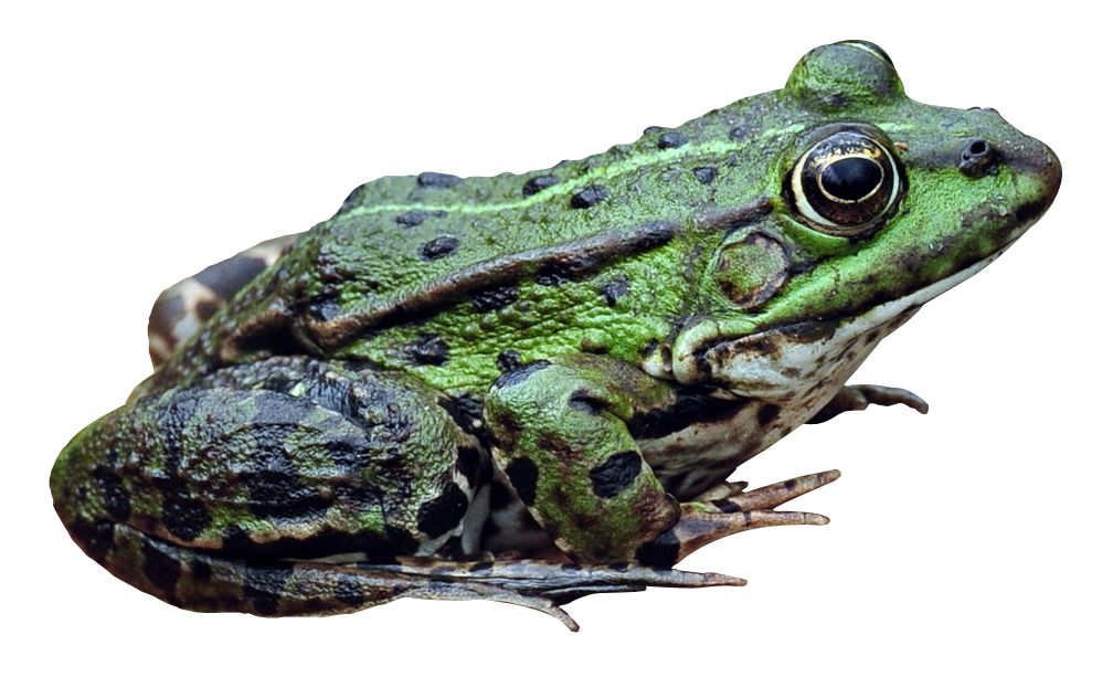 Frog PNG    图片编号:35754