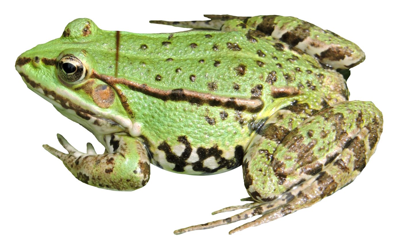 Frog PNG    图片编号:35756