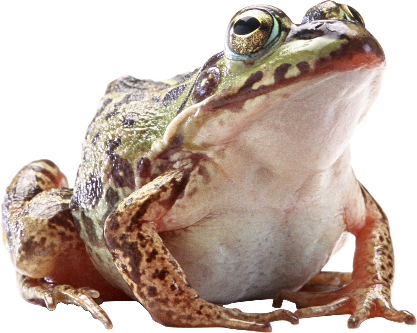 Frog PNG    图片编号:35761