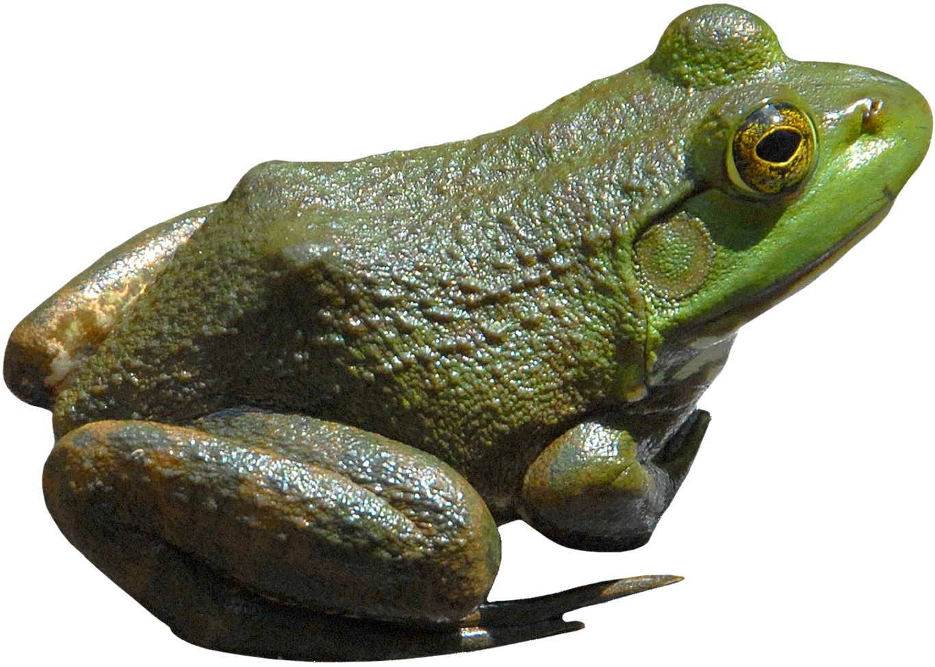 Frog PNG    图片编号:35767