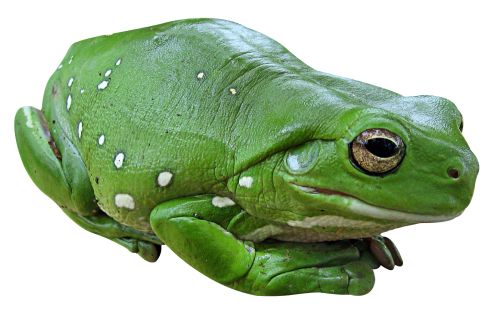 Green frog PNG    图片编号:35768