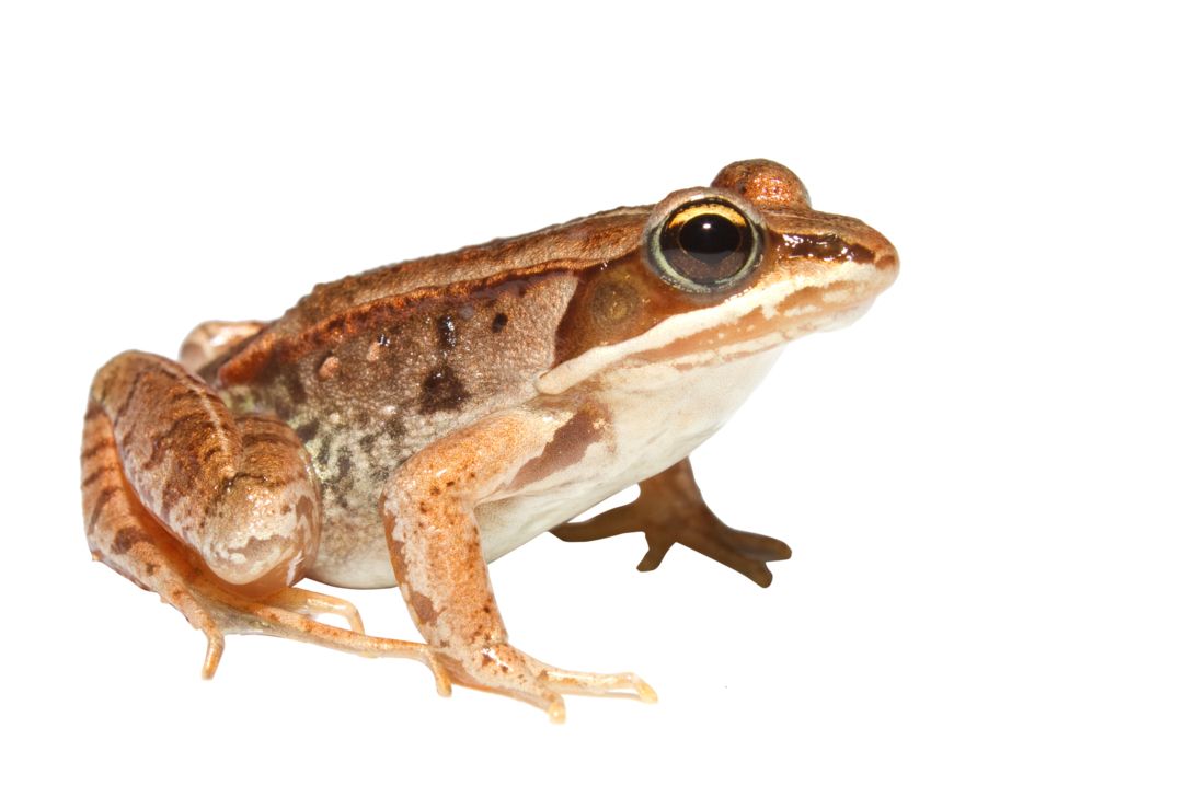 Frog PNG    图片编号:35769