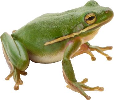 Green frog PNG    图片编号:35772