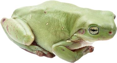 Green frog PNG    图片编号:35775