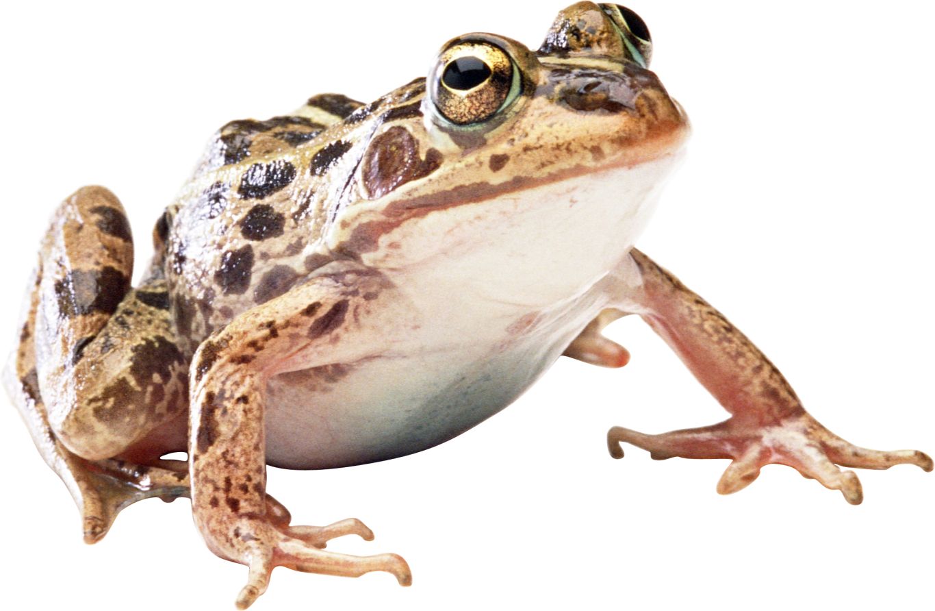 frog PNG image    图片编号:3832