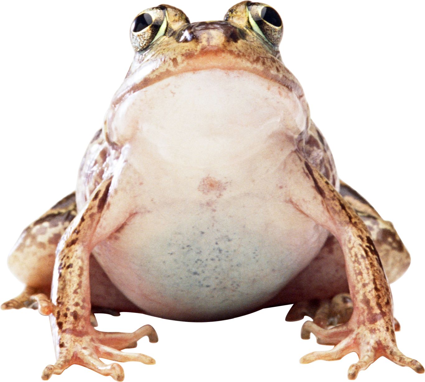 frog PNG image    图片编号:3834