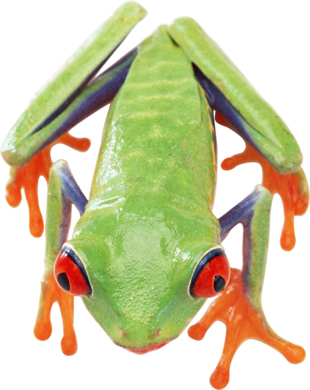 frog PNG image    图片编号:3835