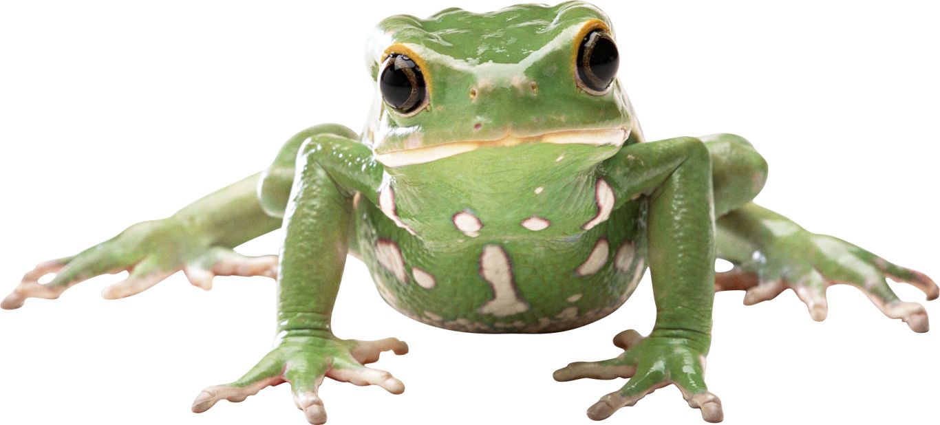 frog PNG image    图片编号:3837