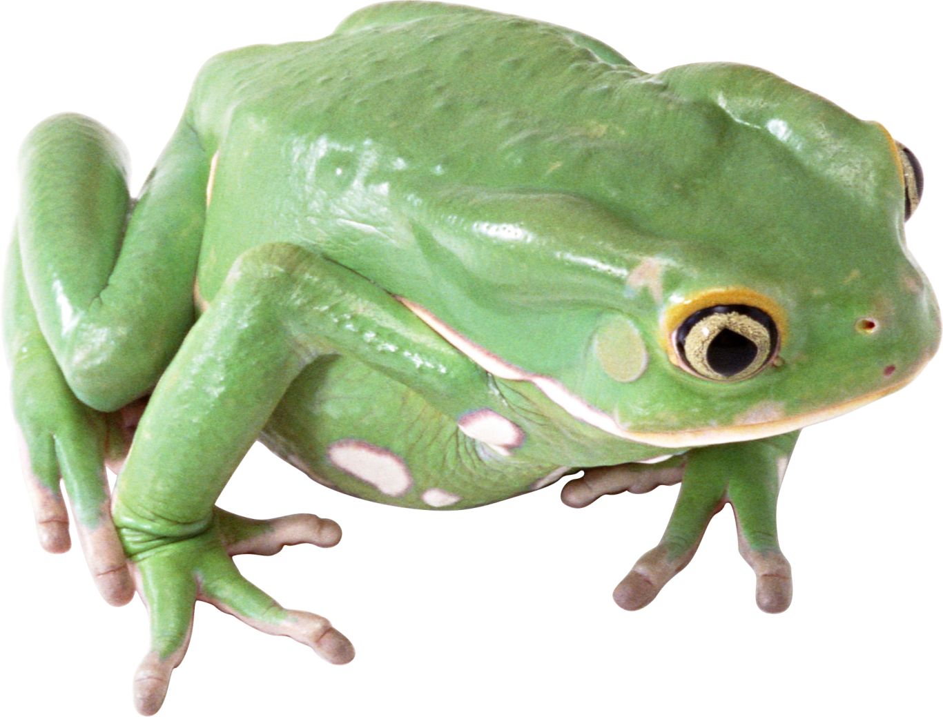 frog PNG image    图片编号:3838