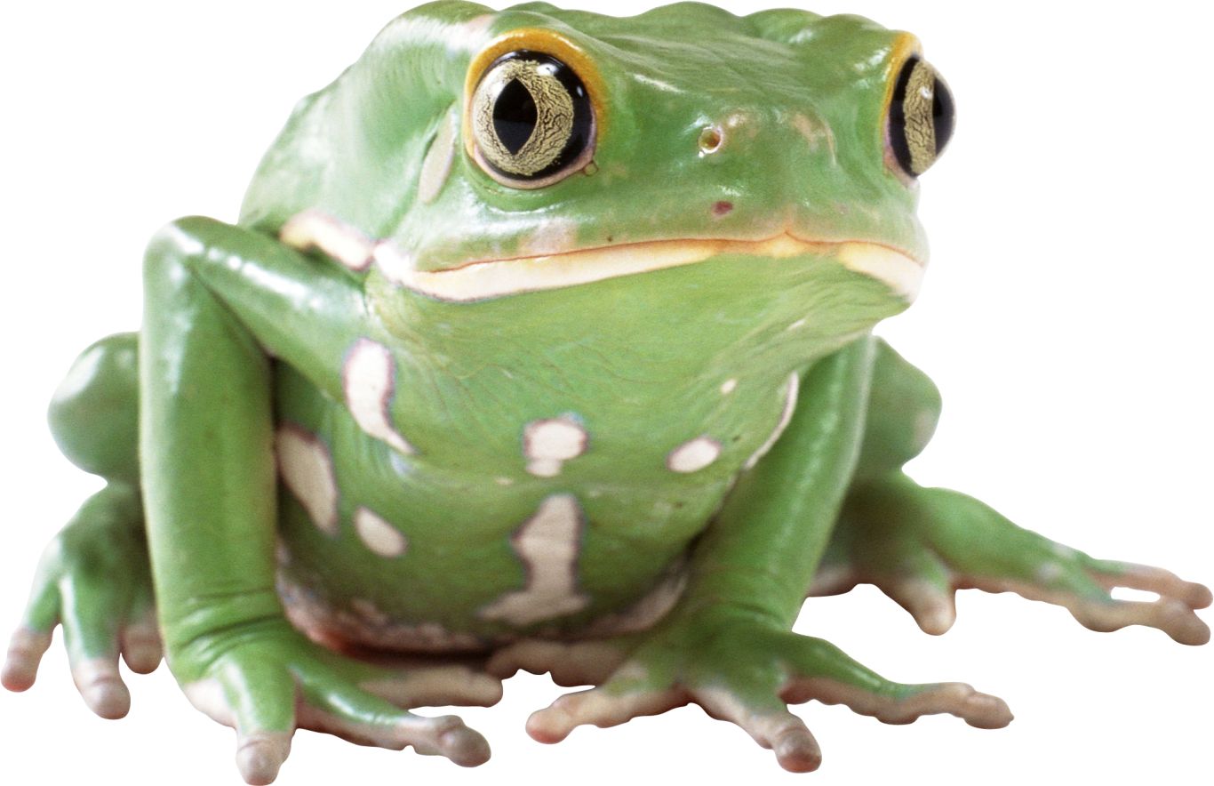 frog PNG image    图片编号:3839