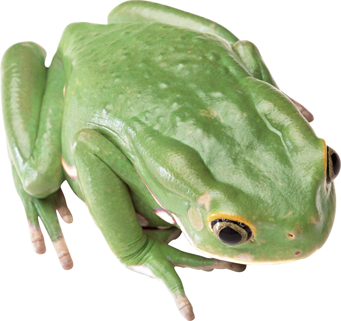 green frog PNG image    图片编号:3840