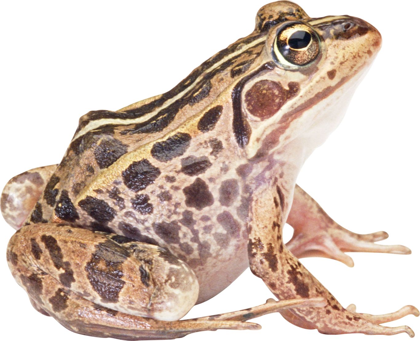 frog PNG image    图片编号:3841