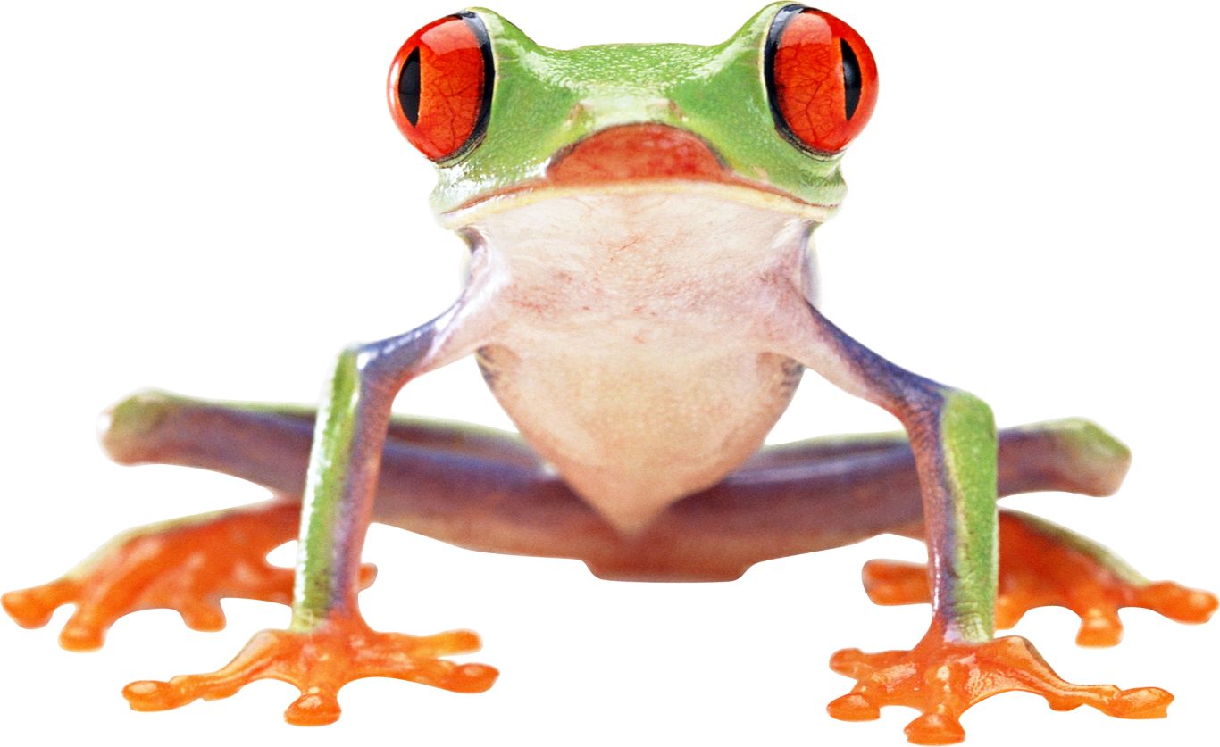 frog PNG image    图片编号:3842