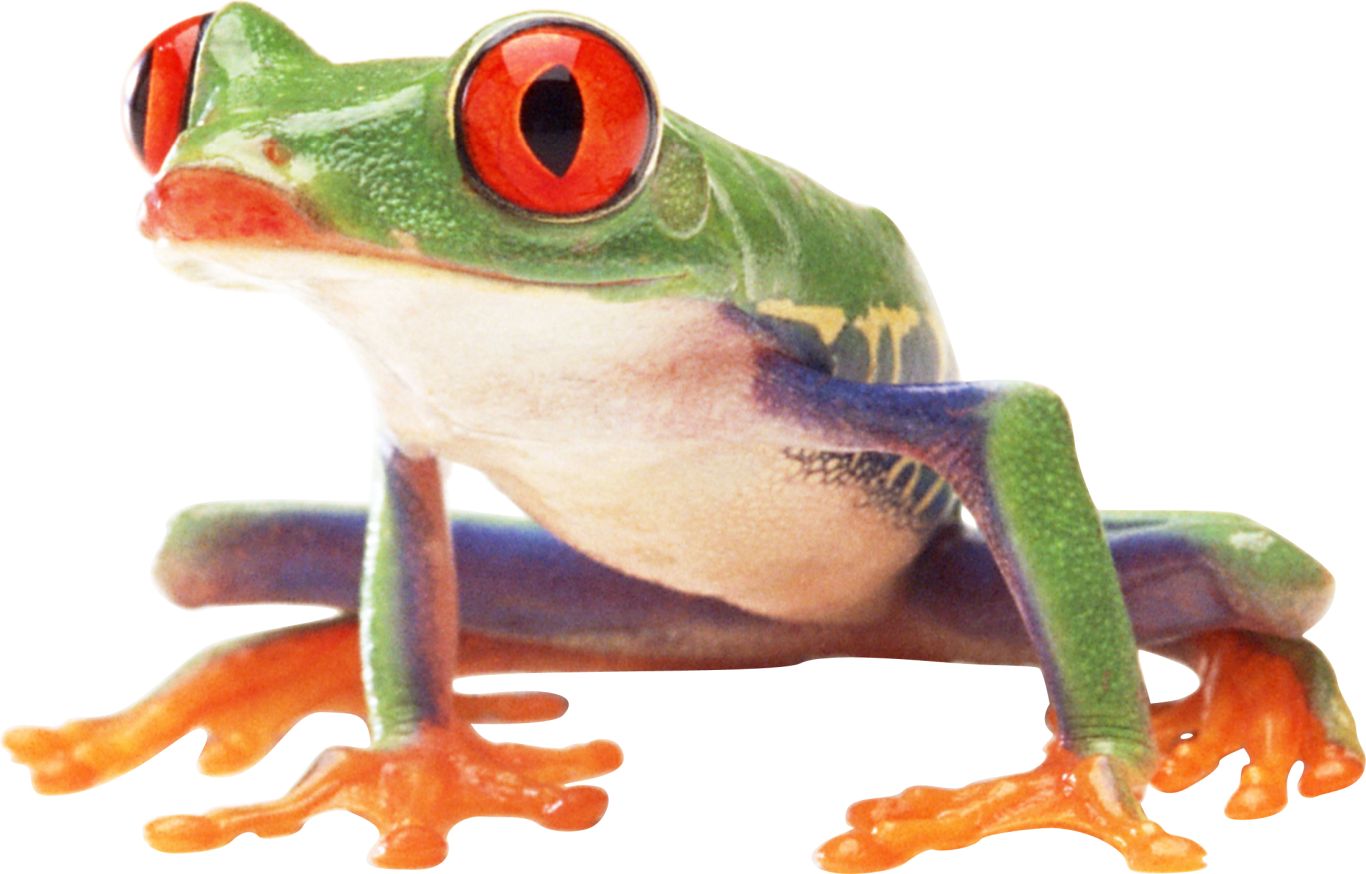 frog PNG image    图片编号:3843