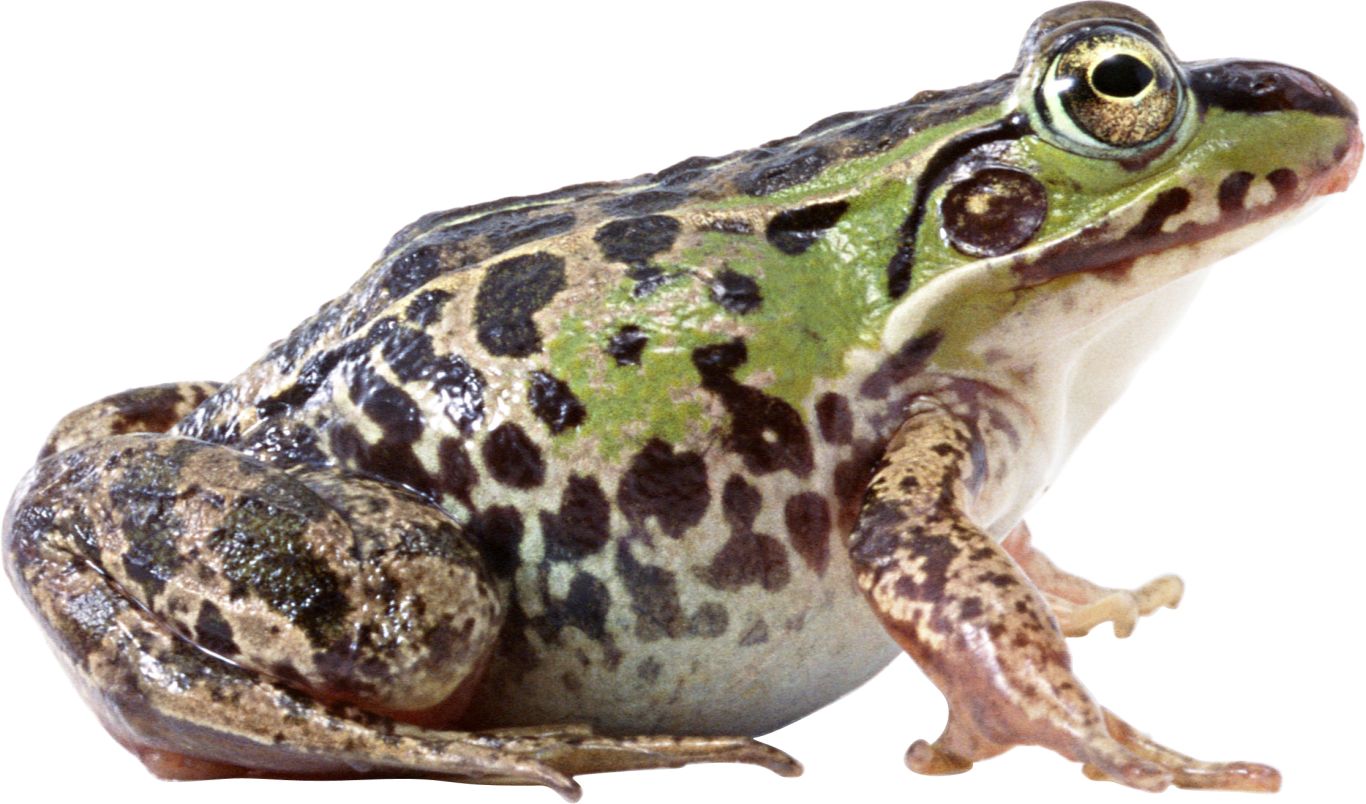 frog PNG image    图片编号:3844