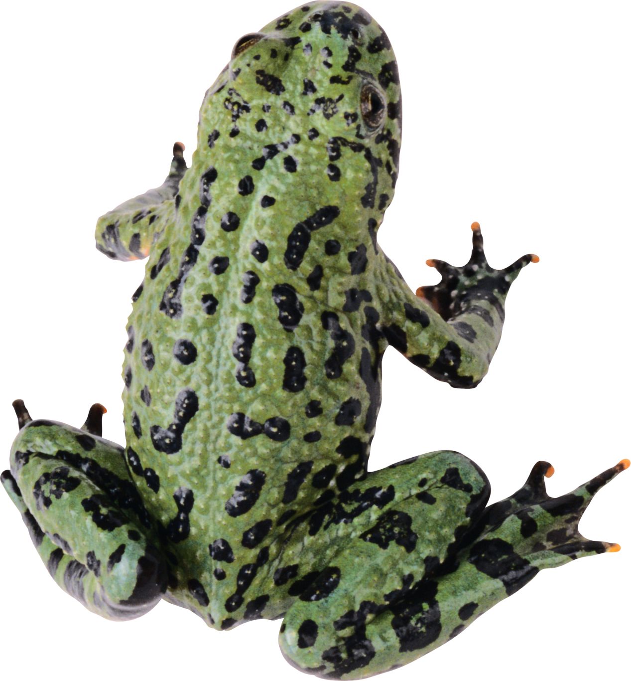 frog PNG image    图片编号:3846