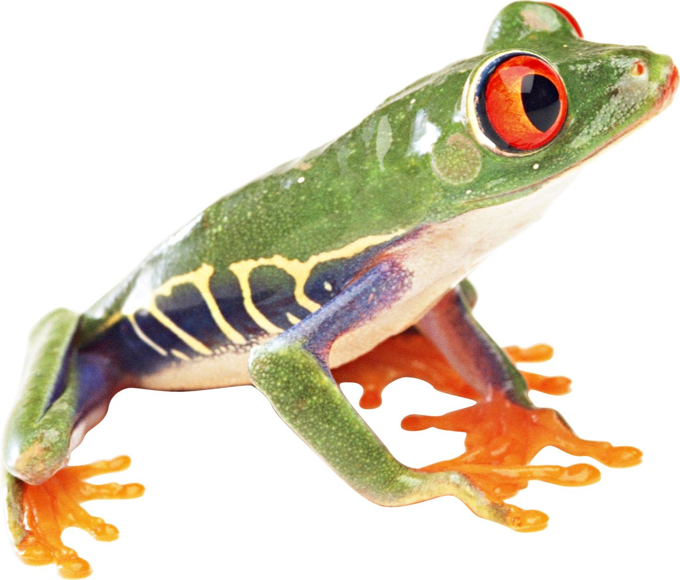 frog PNG image    图片编号:3847