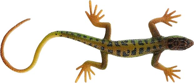 Gecko PNG    图片编号:105603