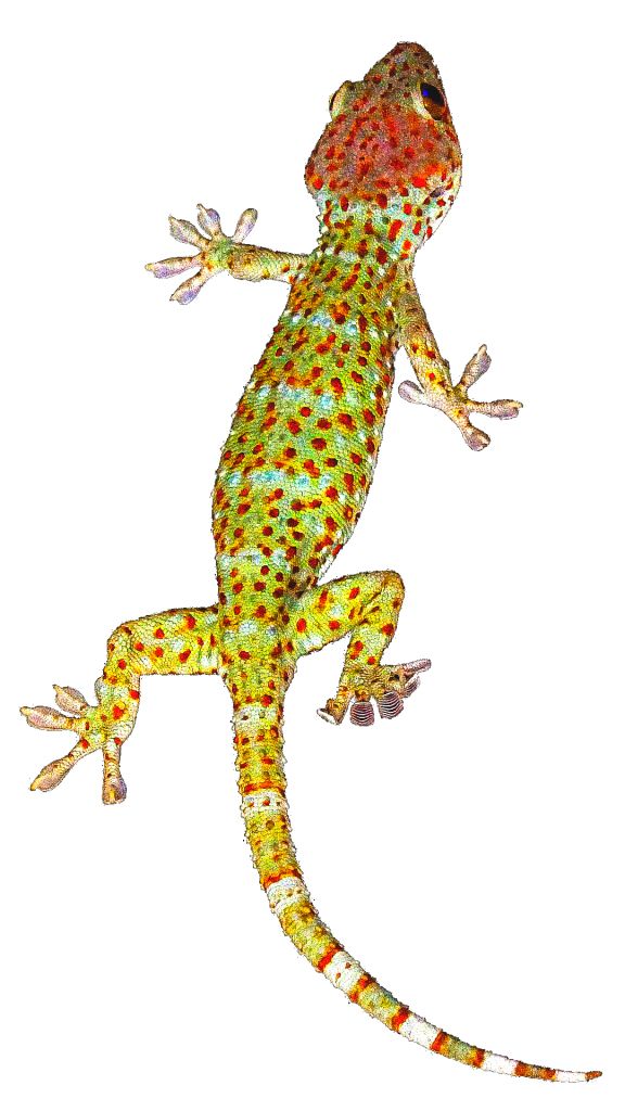 Gecko PNG    图片编号:105612