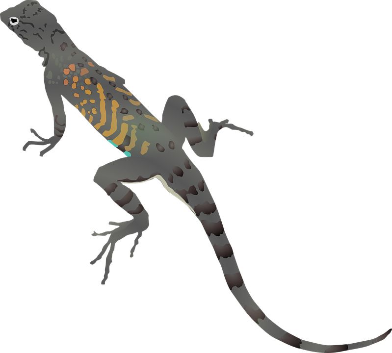 Gecko PNG    图片编号:105613