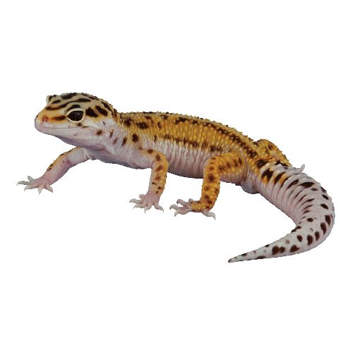 Gecko PNG    图片编号:105614