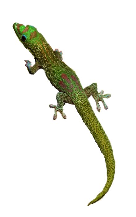 Gecko PNG    图片编号:105615