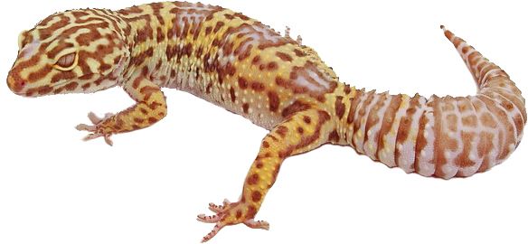 Gecko PNG    图片编号:105618