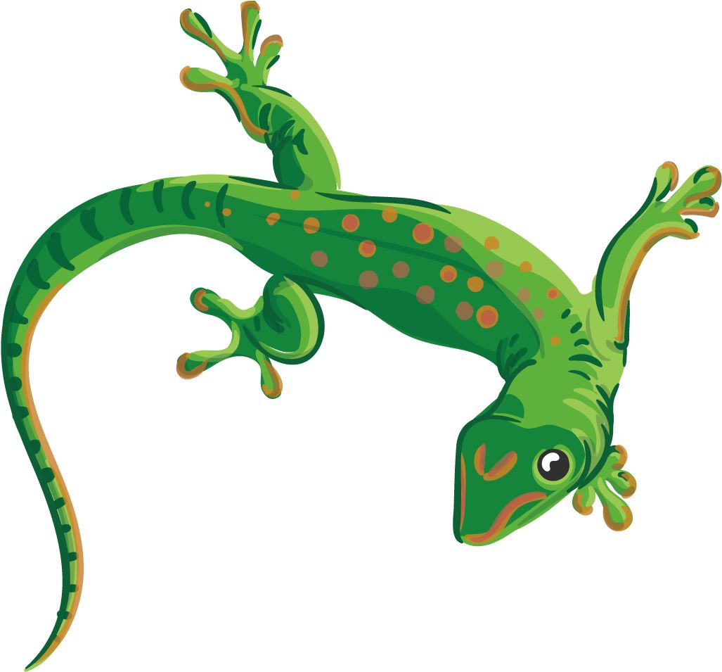 Gecko PNG    图片编号:105604
