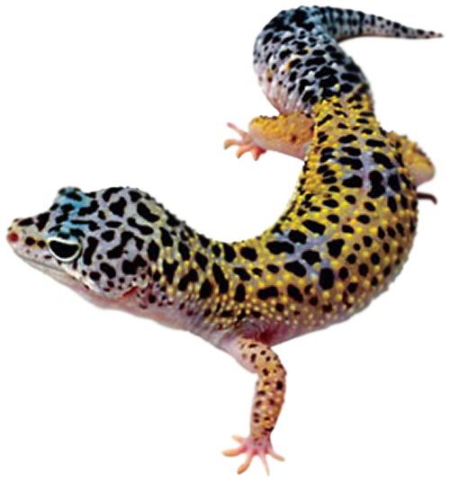 Gecko PNG    图片编号:105622