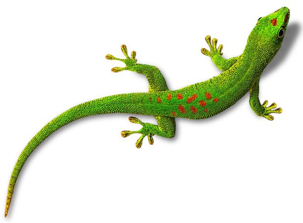 Gecko PNG    图片编号:105625