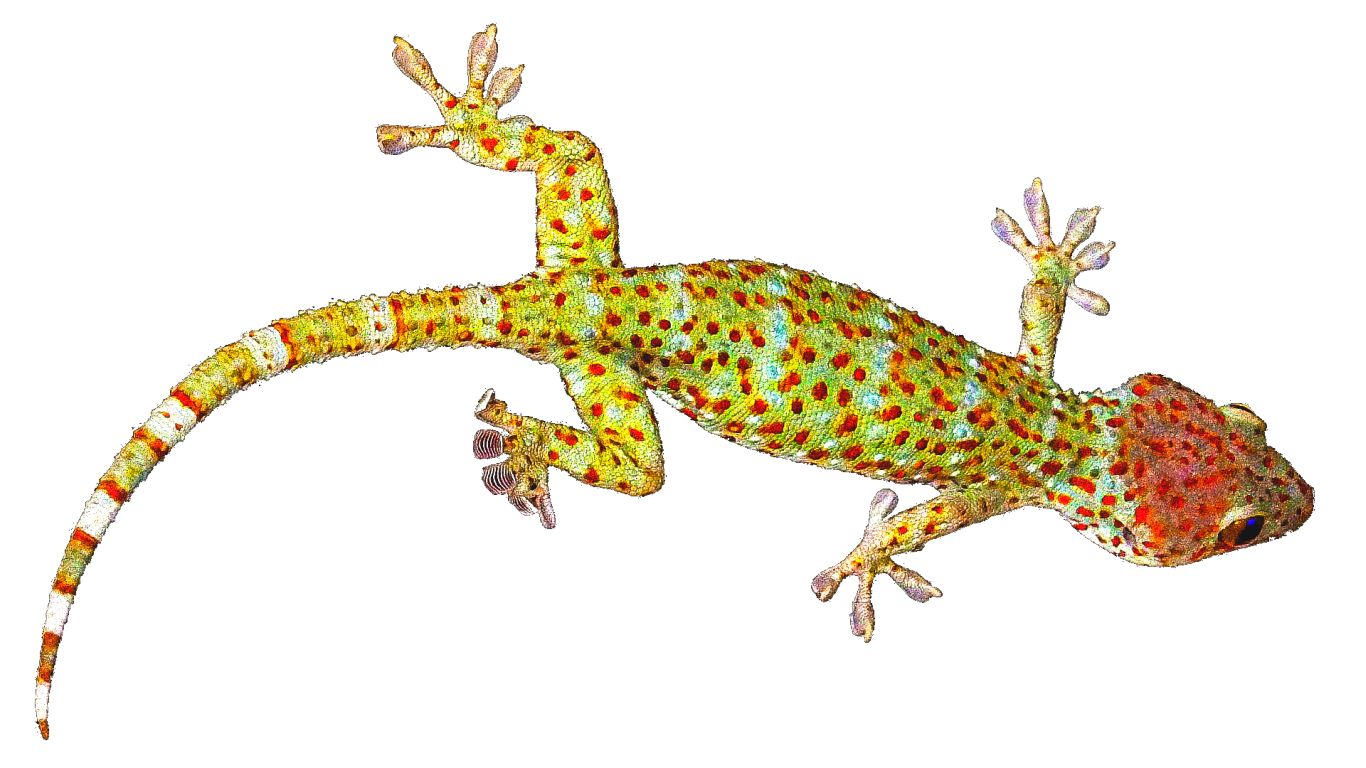 Gecko PNG    图片编号:105626