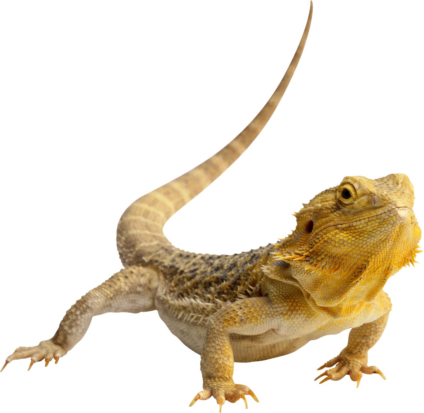 Gecko PNG    图片编号:105633