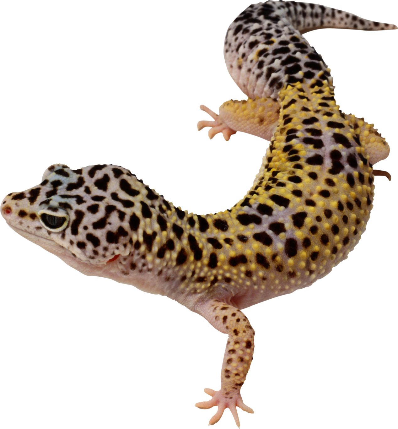 Gecko PNG    图片编号:105634