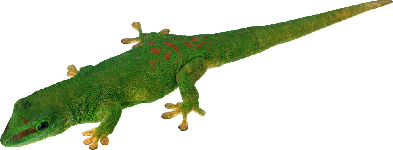 Gecko PNG    图片编号:105635