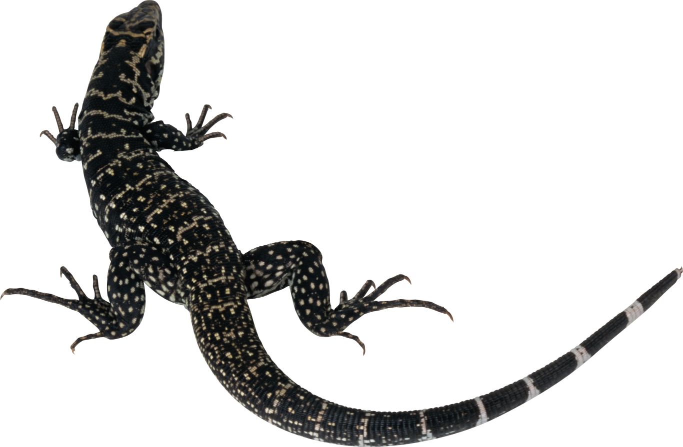 Gecko PNG    图片编号:105636