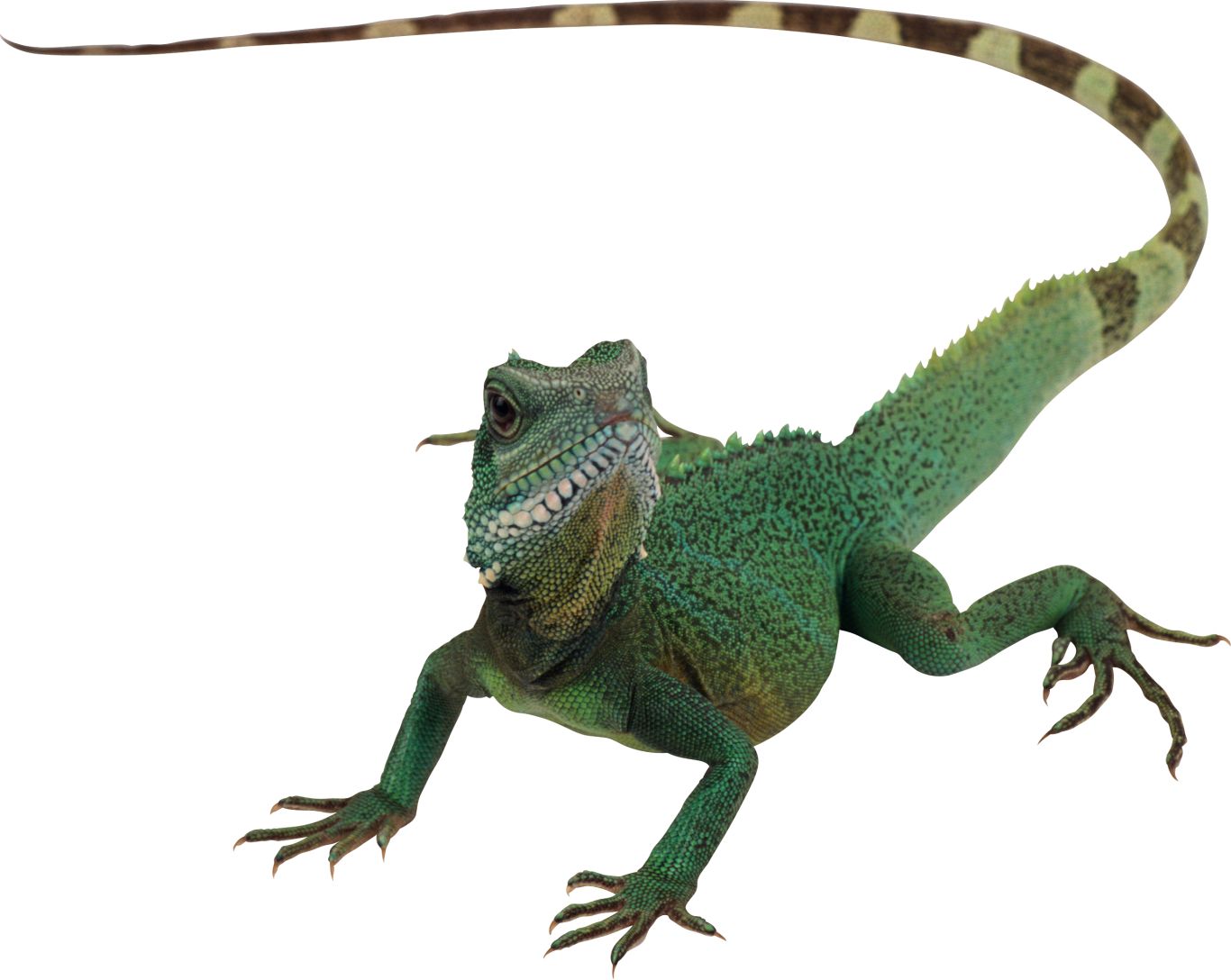 Gecko PNG    图片编号:105638