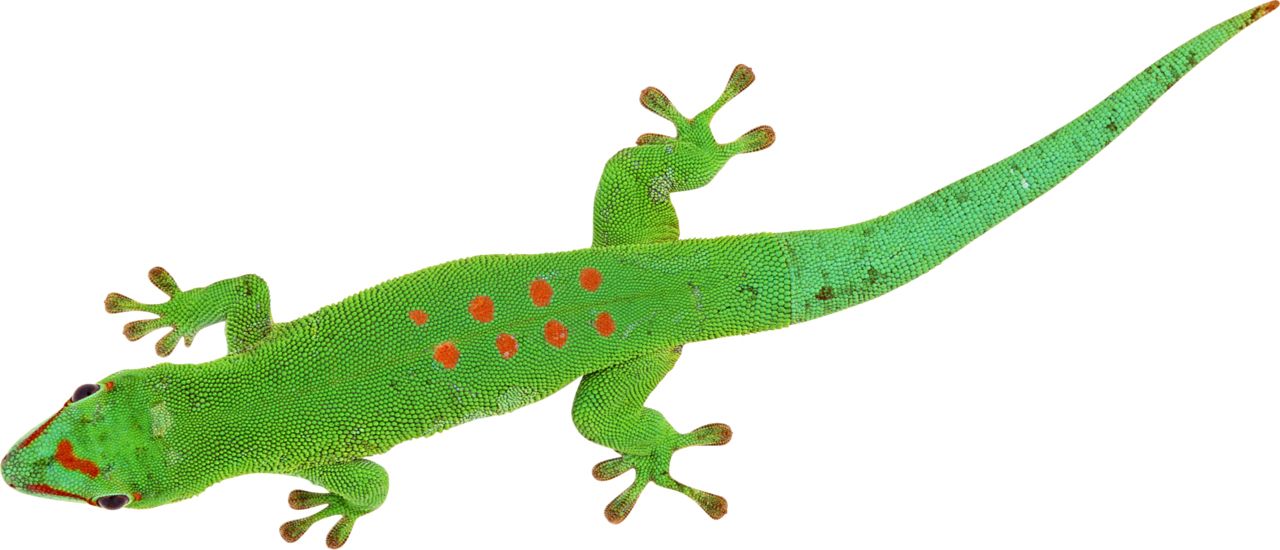 Gecko PNG    图片编号:105646